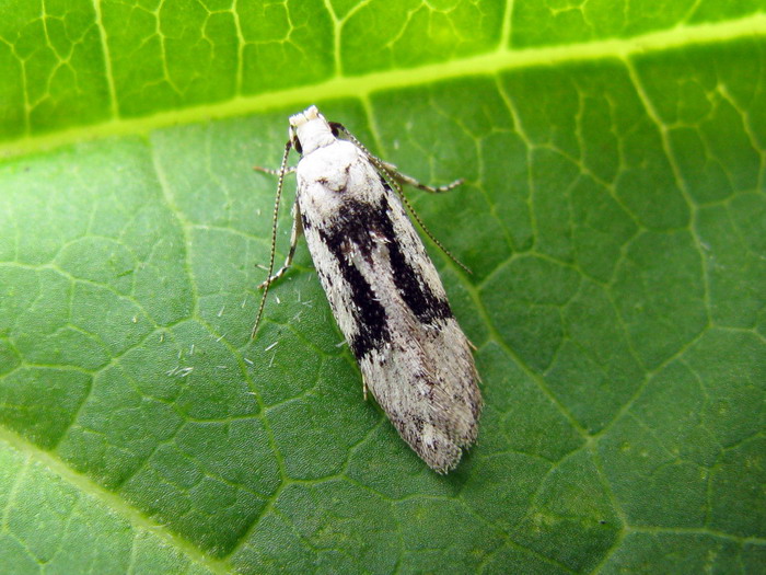 Carpatolechia alburnella