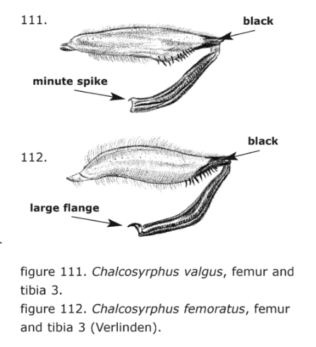 Отличия Chalcosyrphus femoratus и Chalcosyrphus valgus