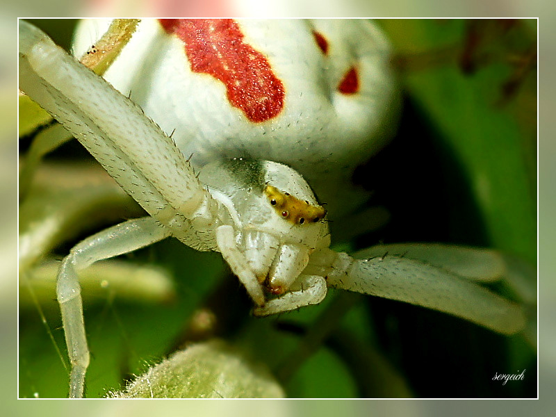 Портрет бокохода цветочного (Misumena vatia)