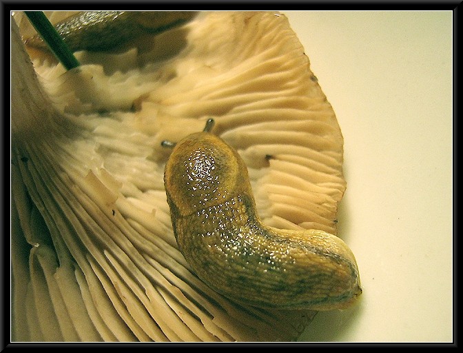 Arion fasciatus