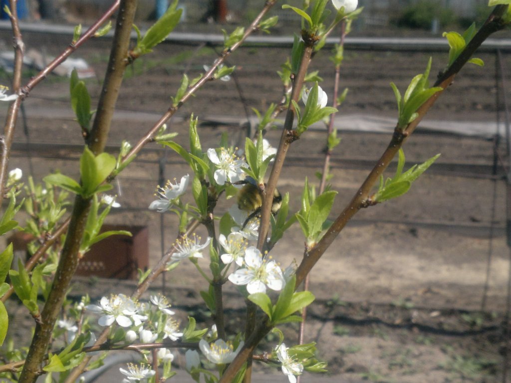 Prunus cerasus - Вишня обыкновенная