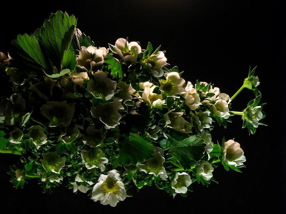 Fragaria × ananassa - Земляника ананасная, Земляника садовая
