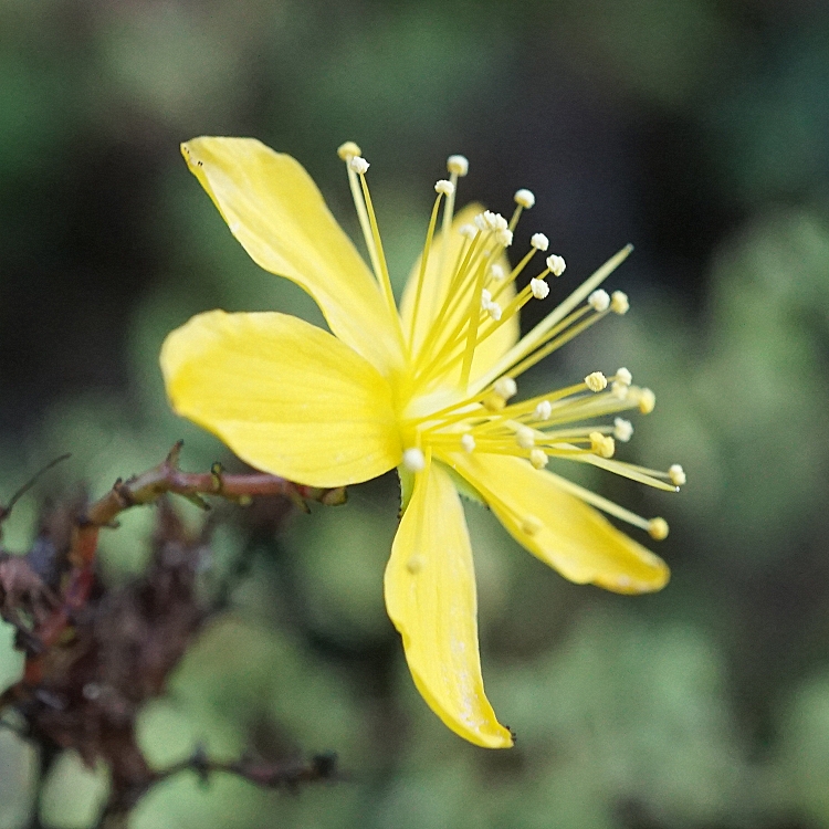 Hypericum thymifolium - Зверобой тимьянолистный