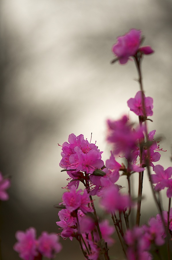 Рододендрон даурский ( Rhododendron dauricum)