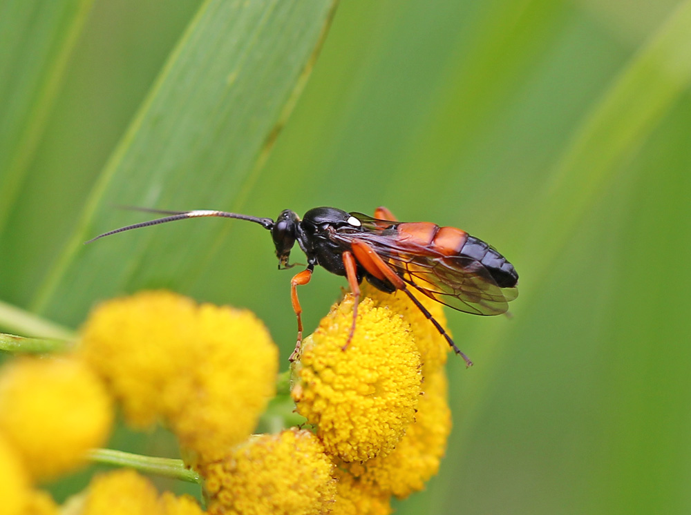 Ichneumonidae143