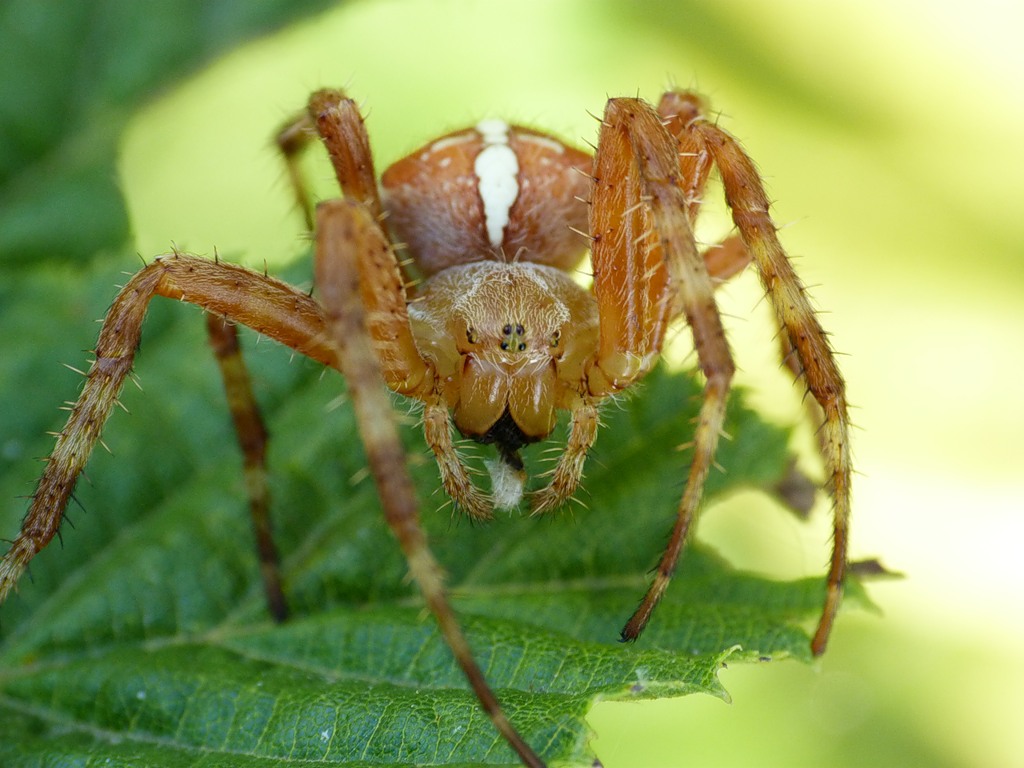 Среда жизни пауков. Паук крестовик. Крестовик обыкновенный. Araneus diadematus - крестовик. Крестовник обыкновенный паук.