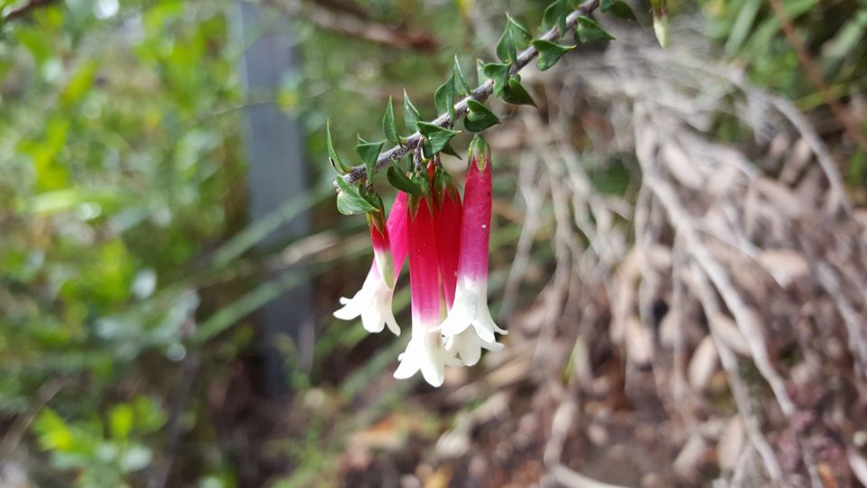 Epacris longiflora - Эпакрис длиннолистный