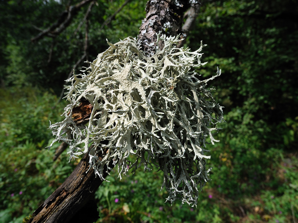 Evernia prunastri - Эверния сливовая, Дубовый мох