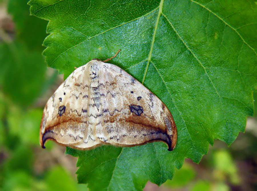 Drepana falcataria - Серпокрылка березовая (обыкновенная)