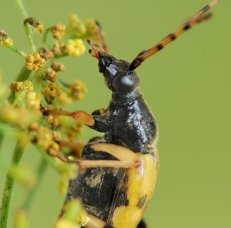 Rutpela maculata - Рутпела пятнистая