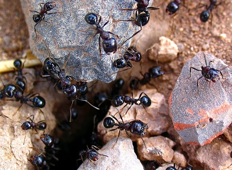 Muravi. Голубой муравей. Муравьи Ле. Муравей переносчик. Древнейший вид муравьёв.