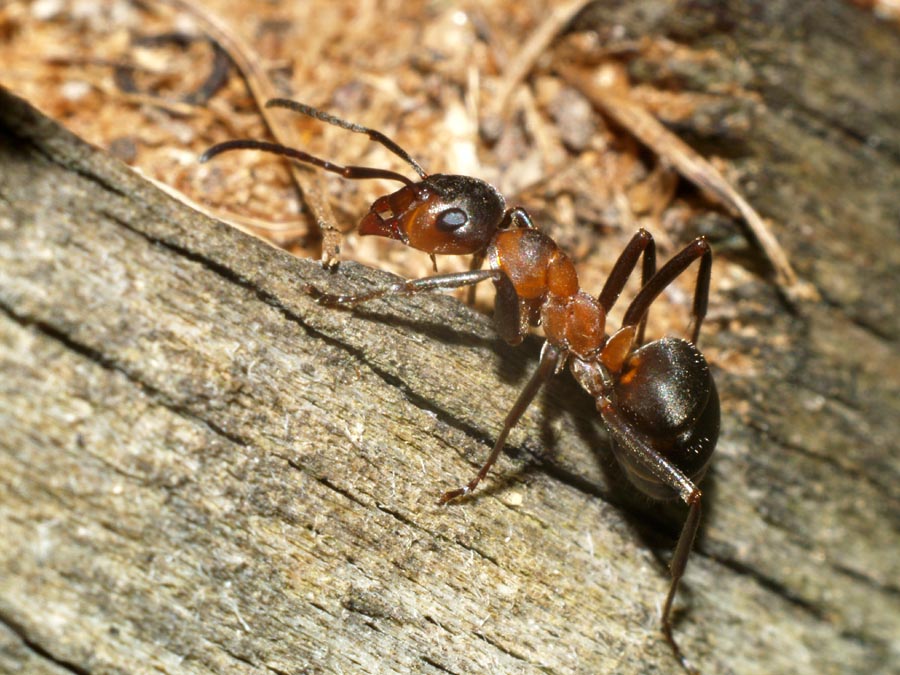Динозавровый муравей. Formica Rufa муравьи гнезда. Формика Руфа. Formicium муравьи. Рыжий Лесной муравей.