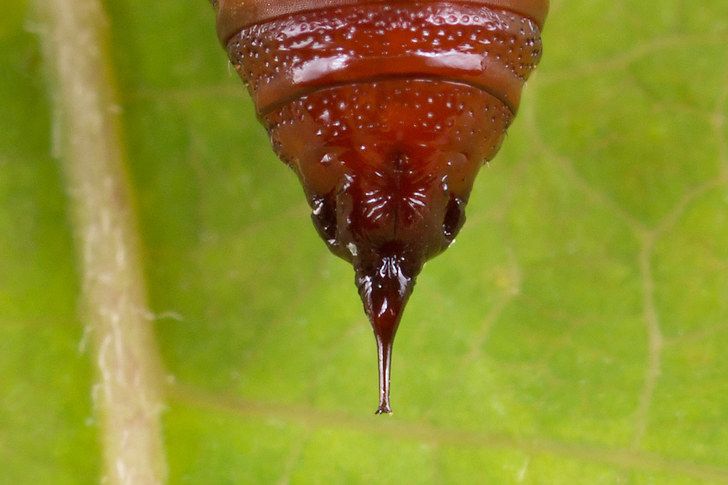 Ematurga atomaria - Пяденица вересковая (травяная)