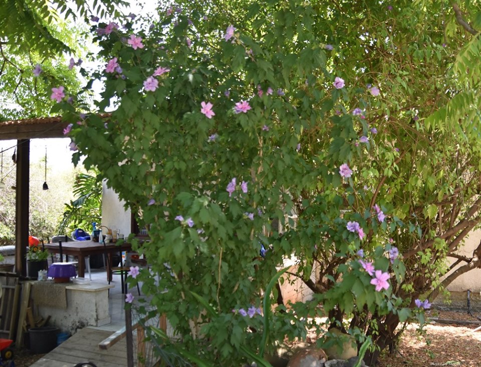 Hibiscus syriacus - Гибискус сирийский