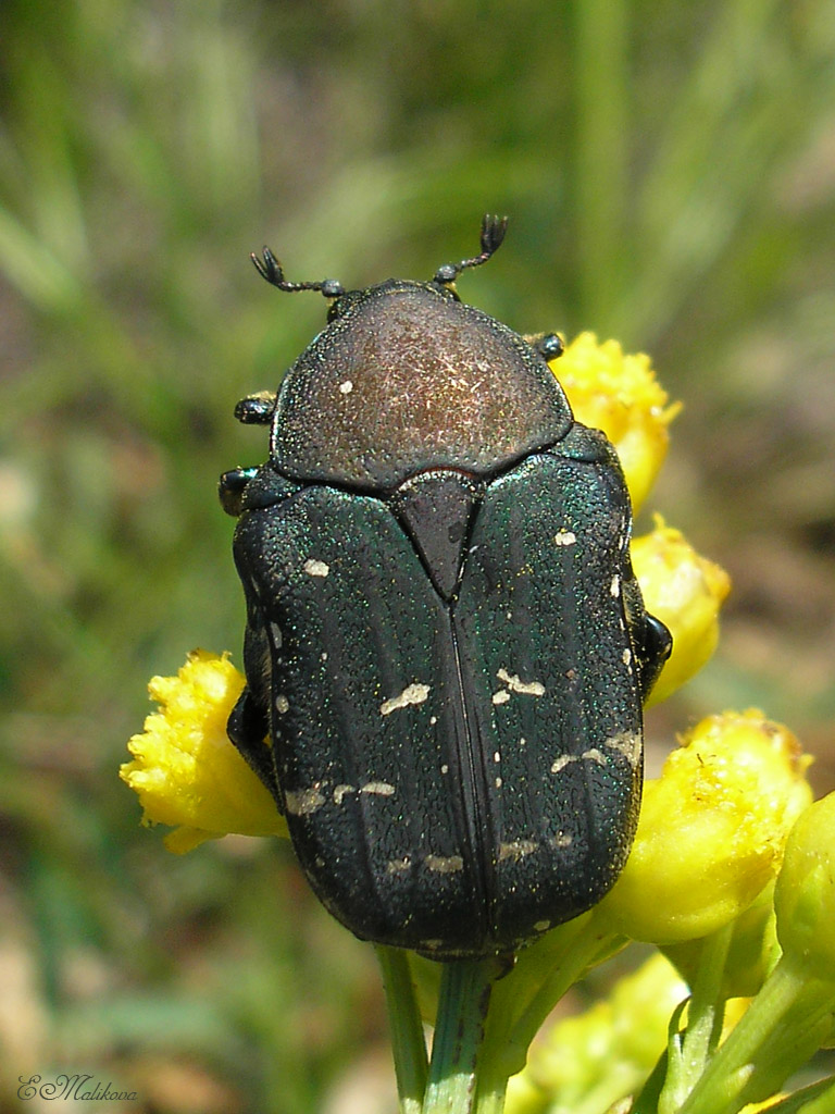 Cetonia viridiopaca - Бронзовка тёмно-зелёная