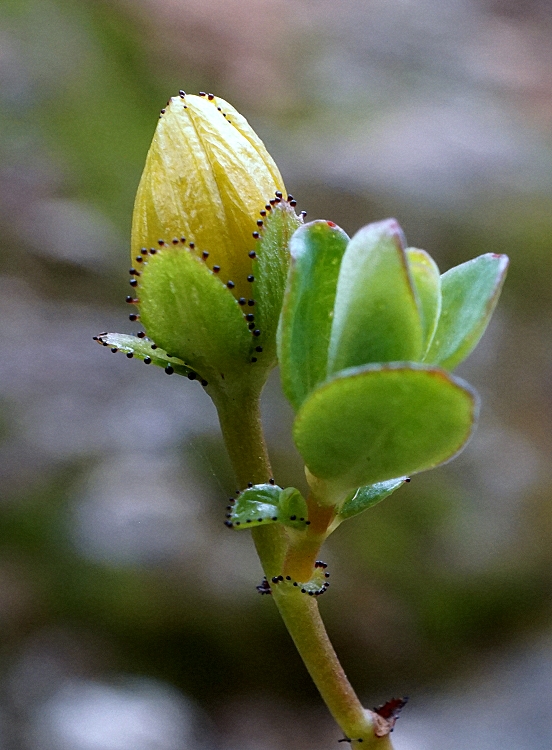 Hypericum thymifolium - Зверобой тимьянолистный