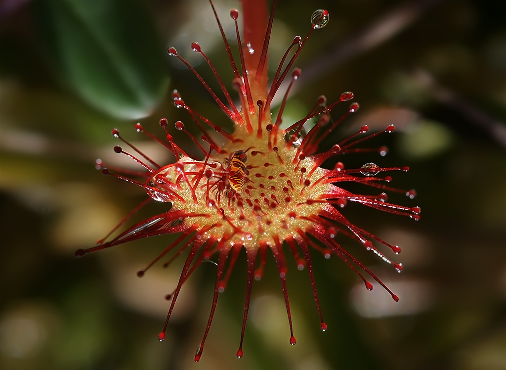 Drosera rotundifolia - росянка круглолистная