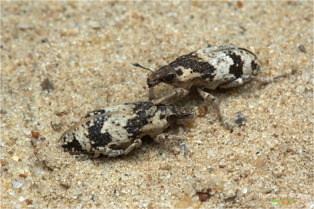 Bothynoderes affinis - Клеон перевязанный