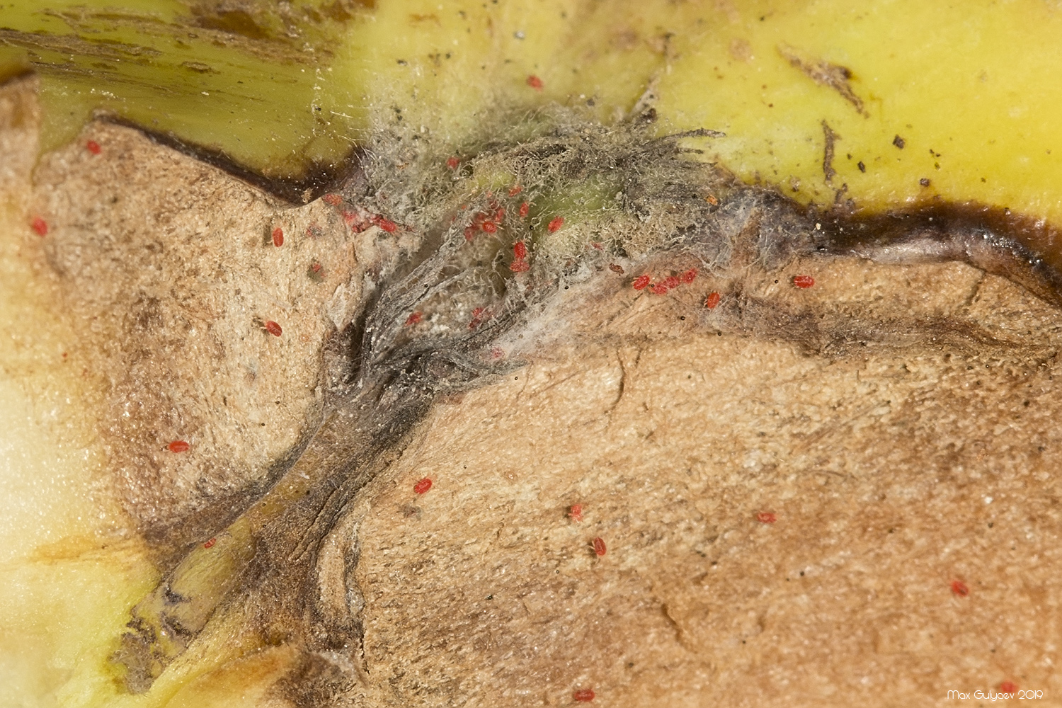 Panonychus ulmi - Красный плодовый клещ