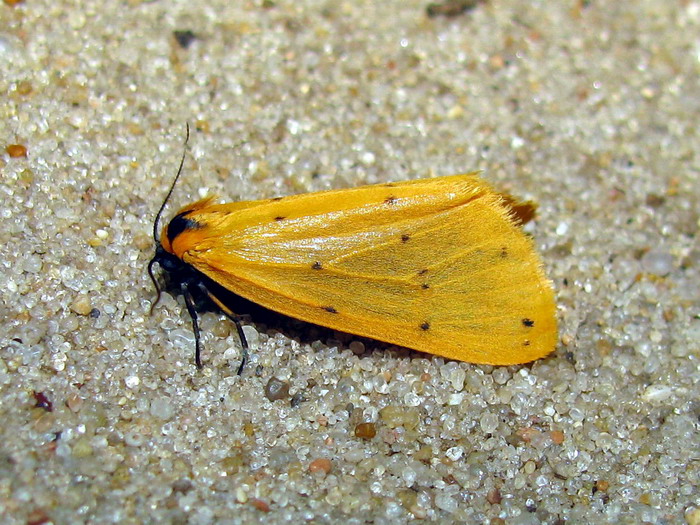 Setina irrorella - Лишайница молевидная желтая