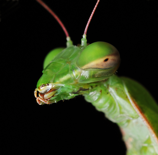 mantis portrait