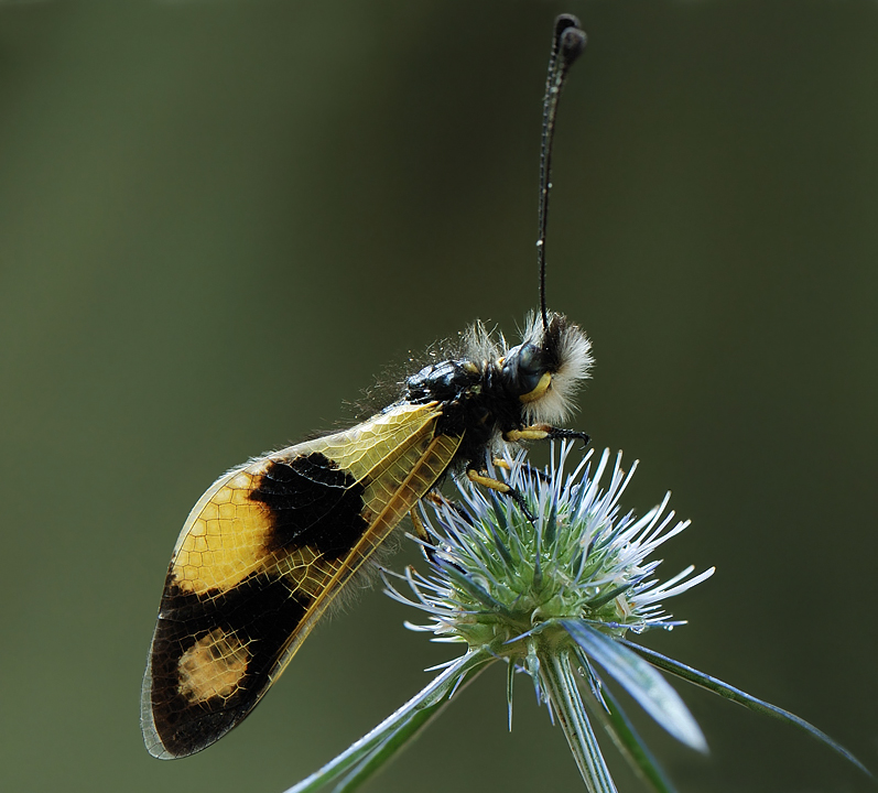 Libelloides macaronius - Аскалаф пестрый