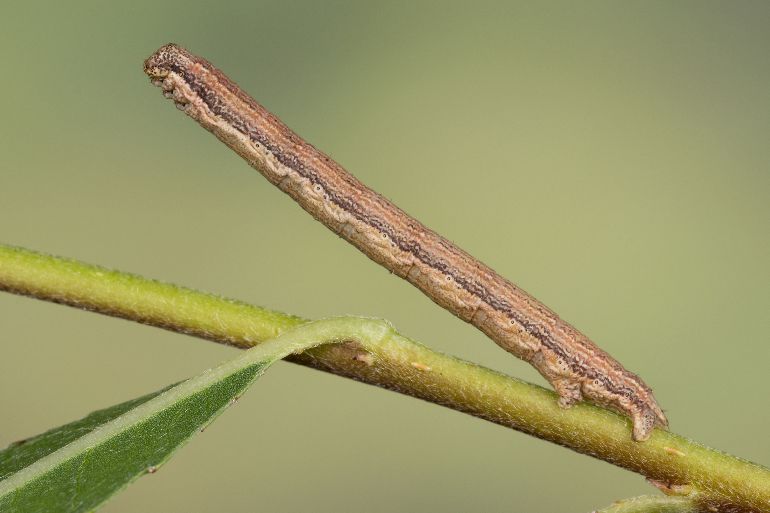 Ematurga atomaria - Пяденица вересковая (травяная)