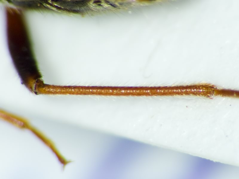 Eremocoris podagricus