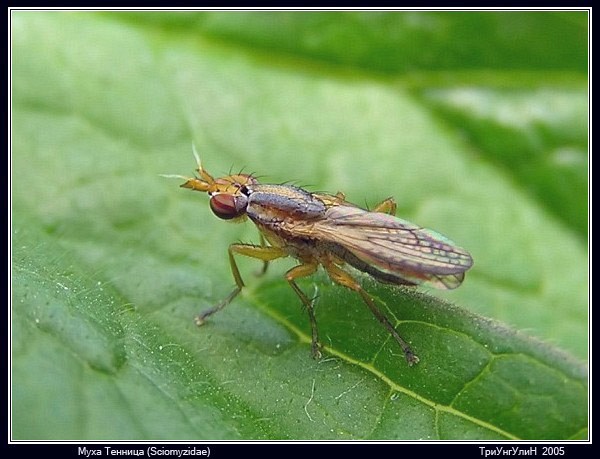 Тенница (Sciomyzidae)