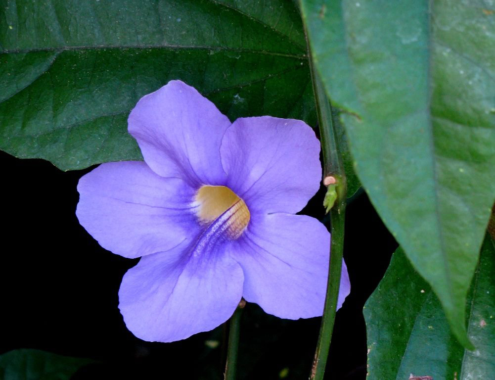 Thunbergia grandiflora - Тунбергия крупноцветковая