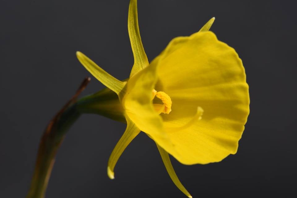 Narcissus bulbocodium - Нарцисс брандушка