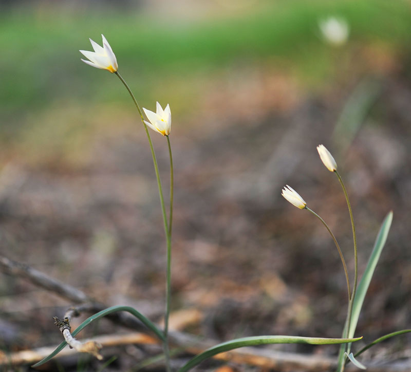 Tulipa biflora - Тюльпан двуцветковый