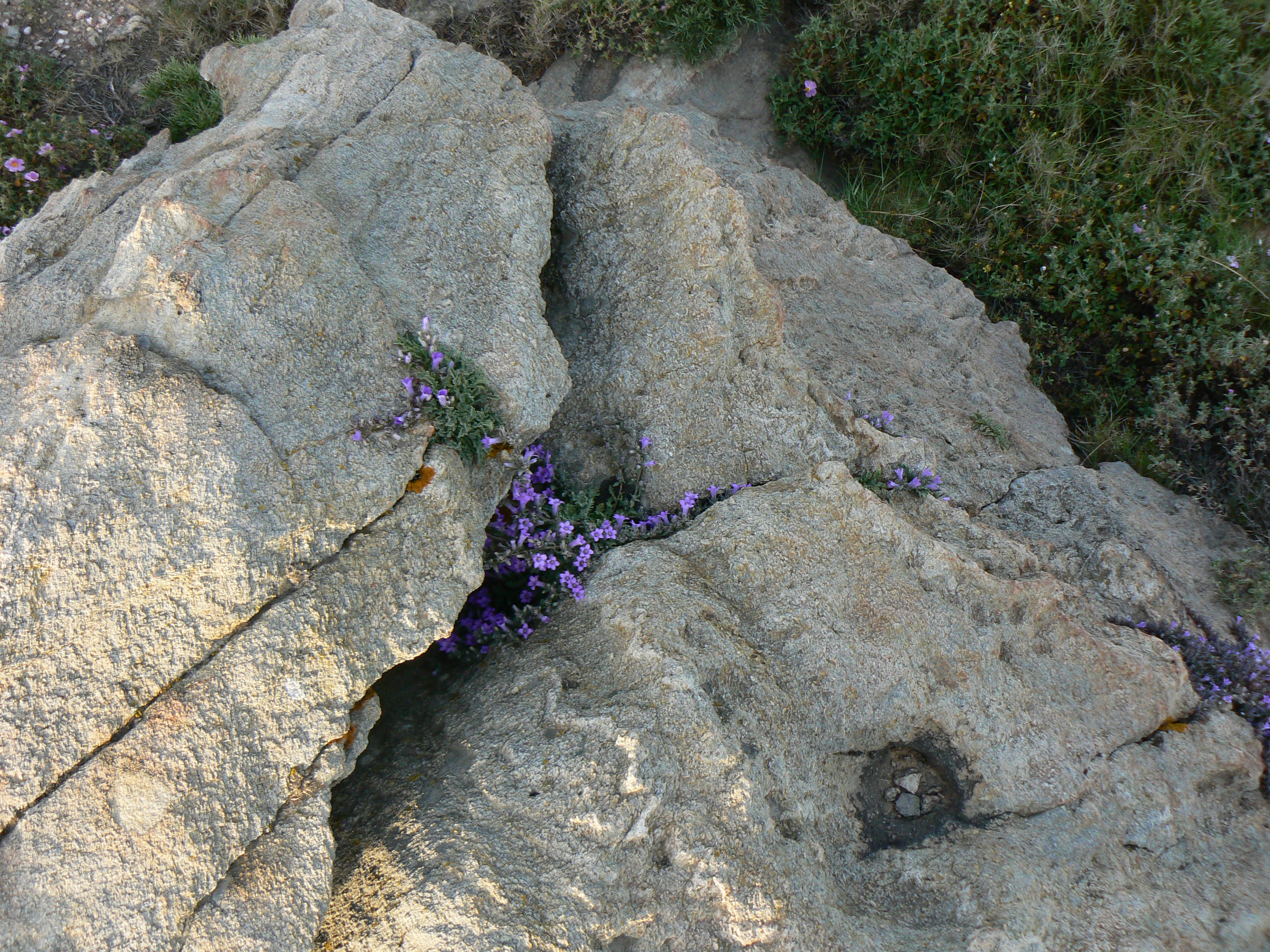 Campanula rupestris - Колокольчик скальный