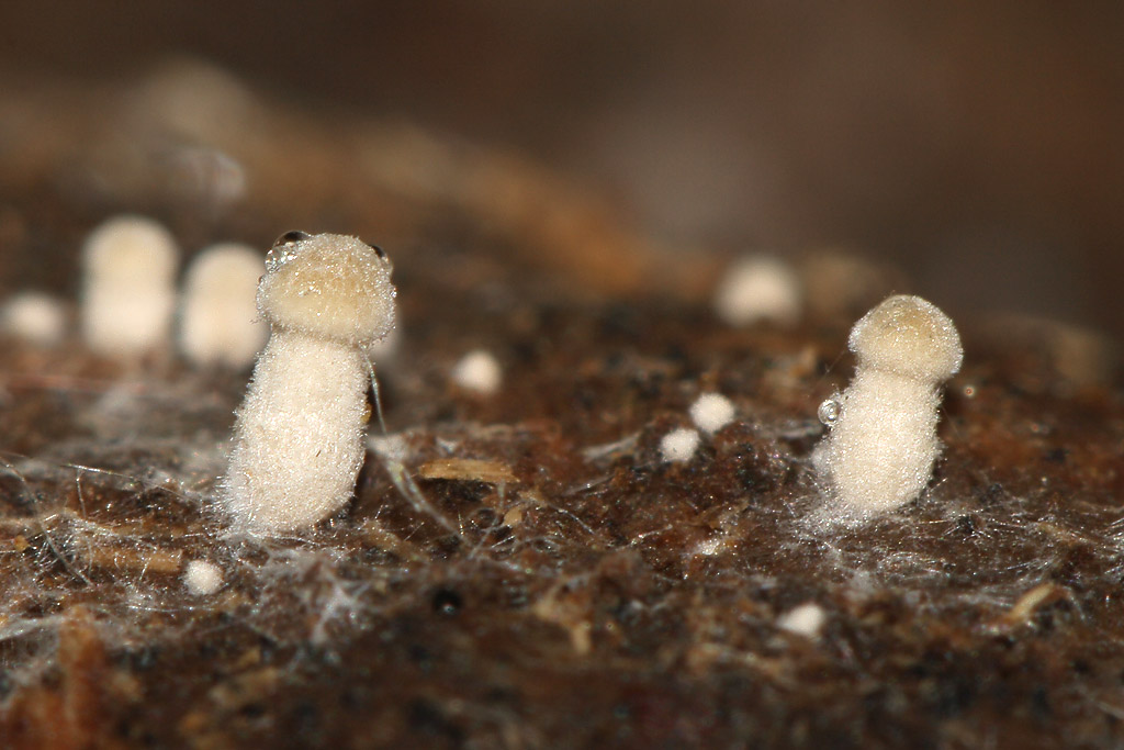 Panaeolus papilionaceus - Панеолус мотыльковый
