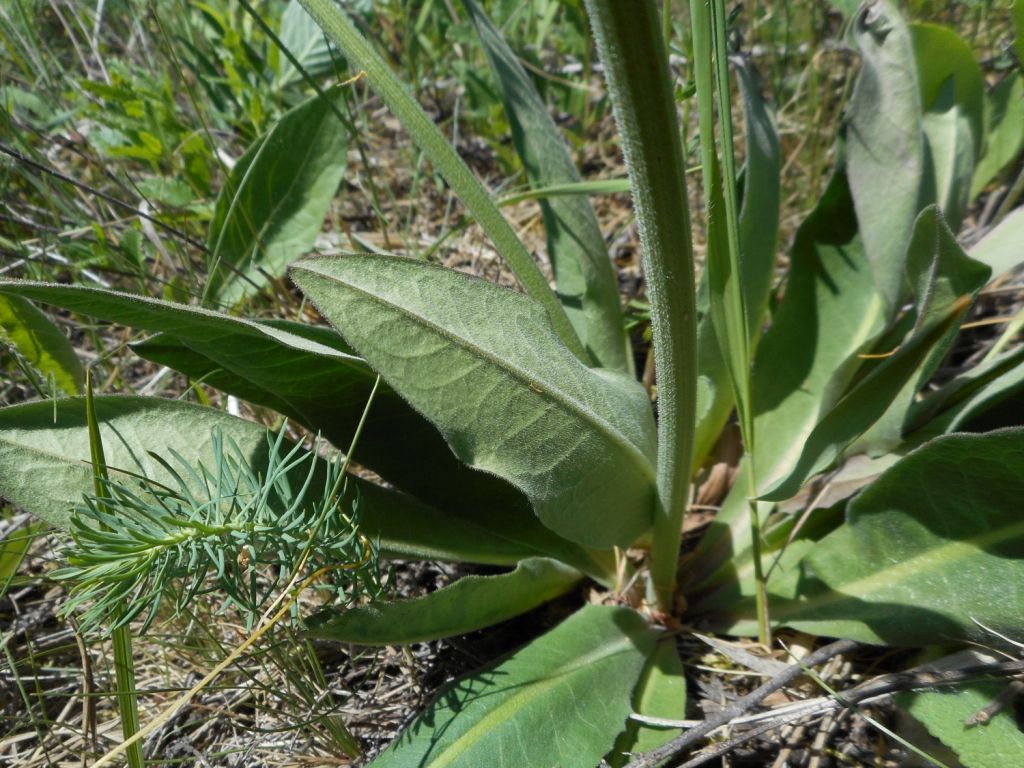 Crepis praemorsa - Скерда тупокорневищная, Скерда обгрызенная