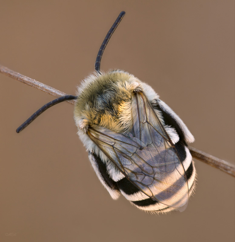 Полосатые пчелы. Амегилла пчела. Полосатая амегилла. Полосатая амегилла пчела. Амегилла пчела синяя.