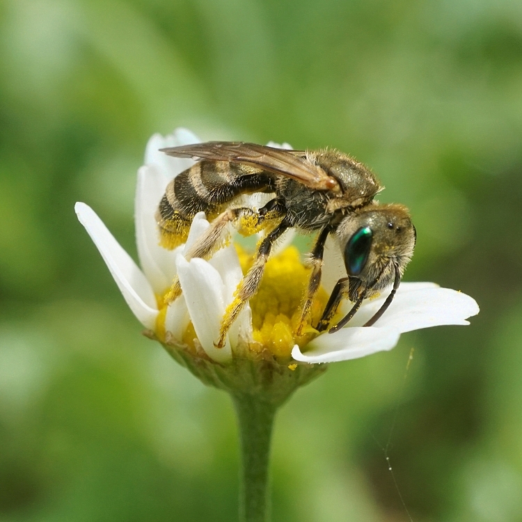 пчела зеленоглазая