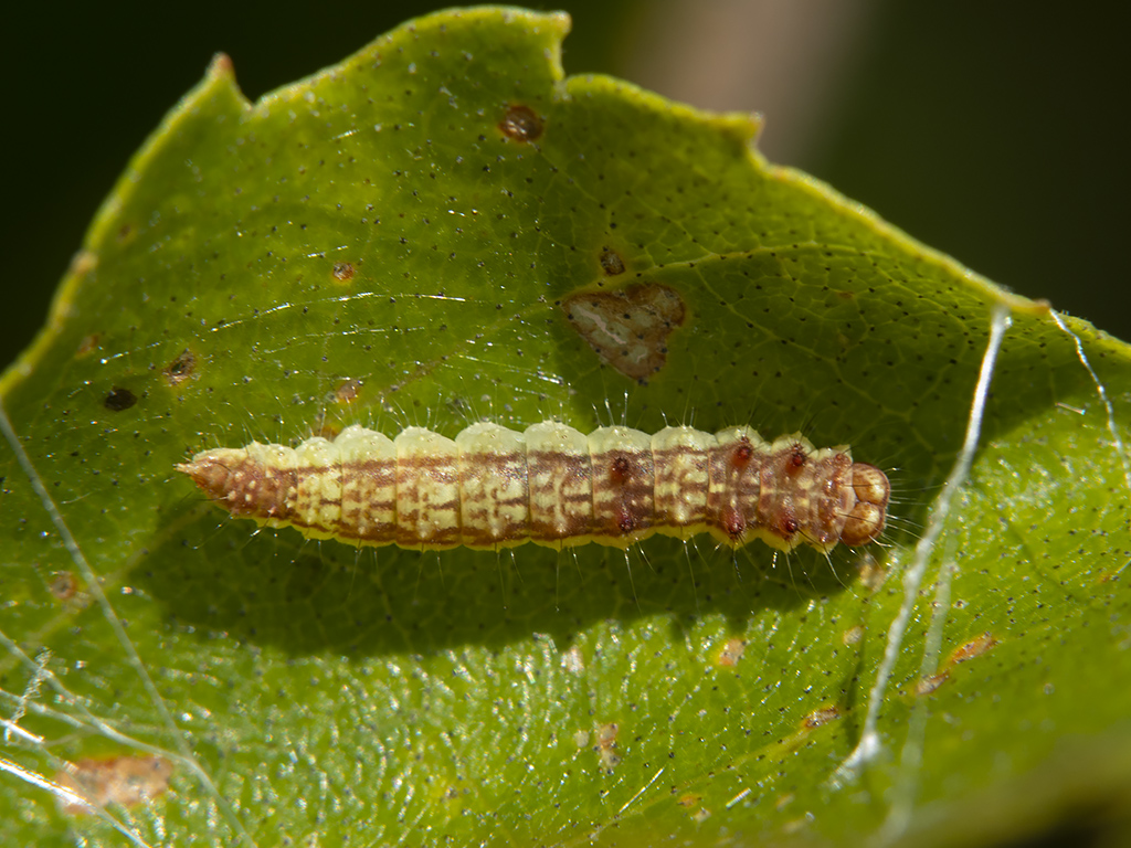 Falcaria lacertinaria - Серпокрылка березовая сухолистная (Сухой лист, зубцекрылая)