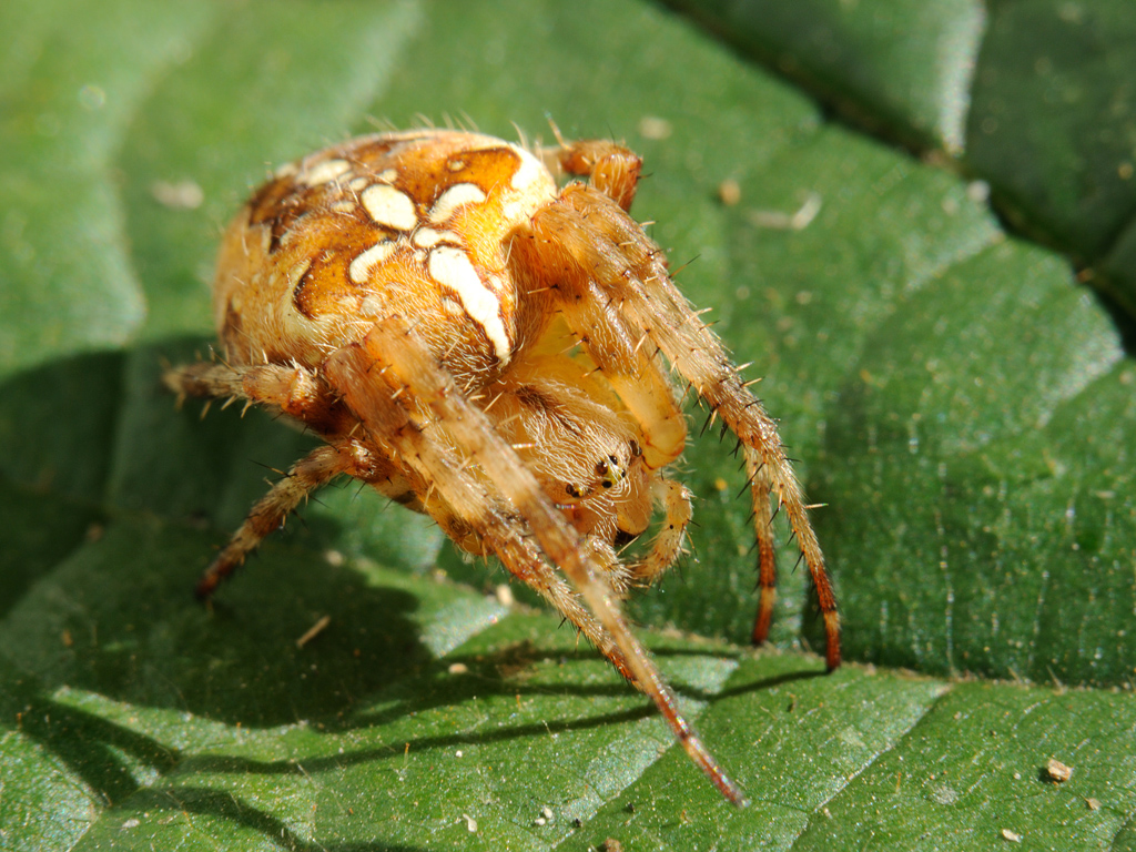 Araneus diadematus - Крестовик обыкновенный