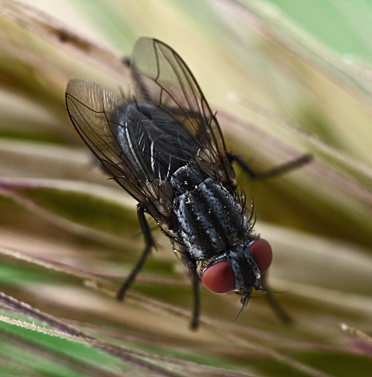 Diptera Двукрылые
