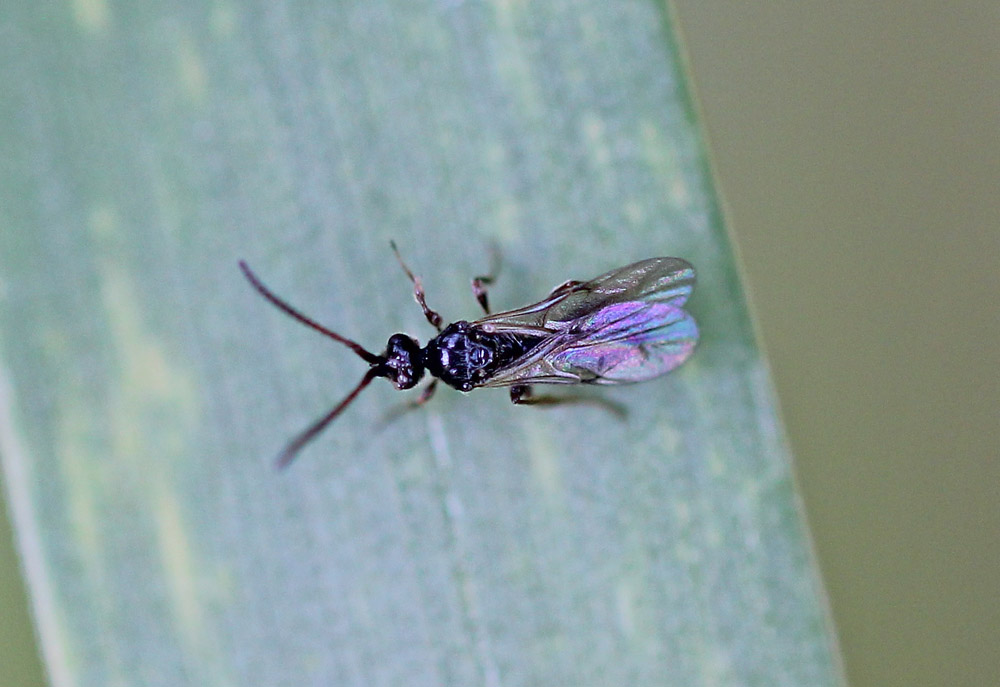 Hymenoptera4