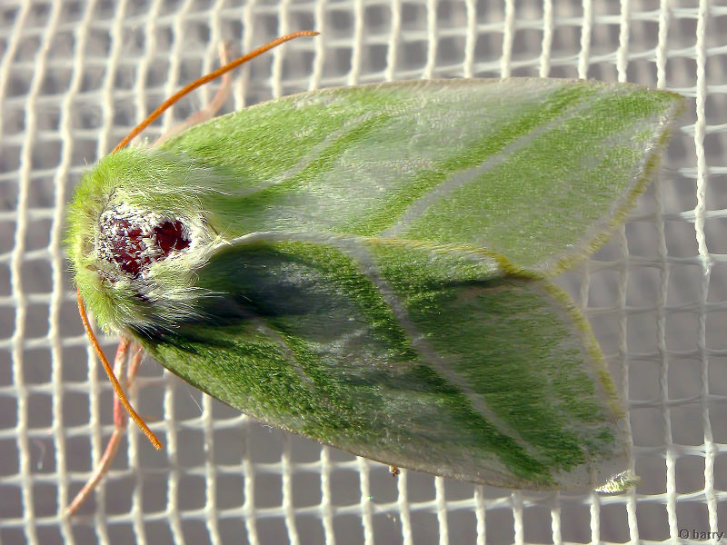 Pseudoips prasinana - Челночница буковая