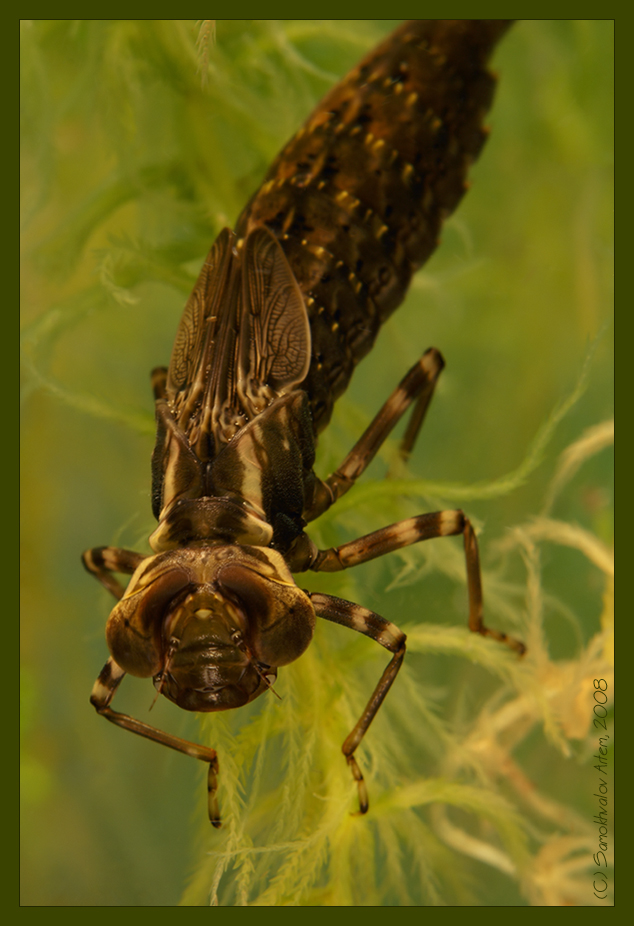 Как выглядит личинка стрекозы фото