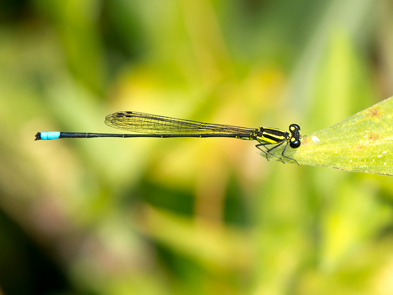 Acanthagrion