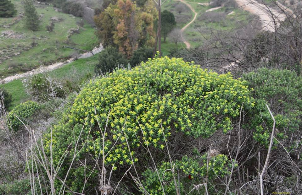 Euphorbia hierosolymitana - Молочай иерусалимский