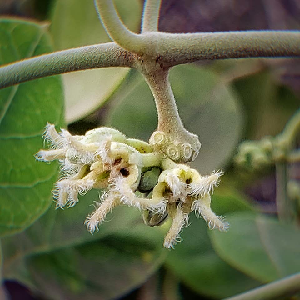 Leptadenia lancifolia