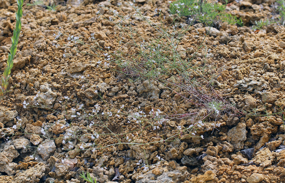 Asperula montana - Ясменник гранитный