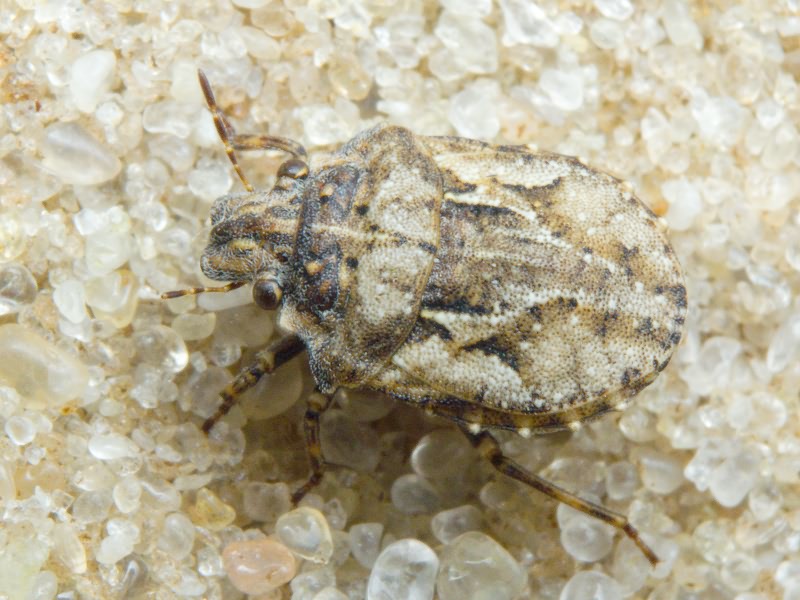 Phimodera humeralis