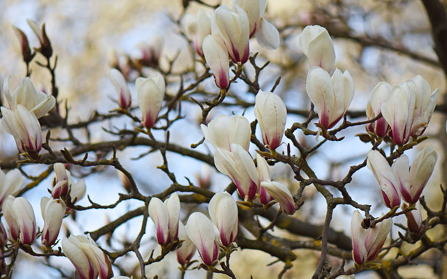 Magnolia cylindrica - Магнолия цилиндрическая