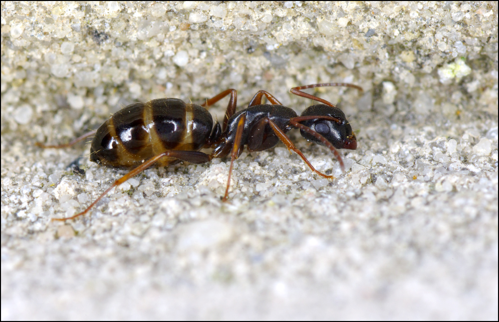 Много видов муравьев
